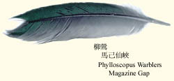 phylloscopus.jpg (11208 bytes)