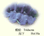 softcoral.jpg (9931 bytes)
